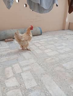 Golden buff hen breeder female