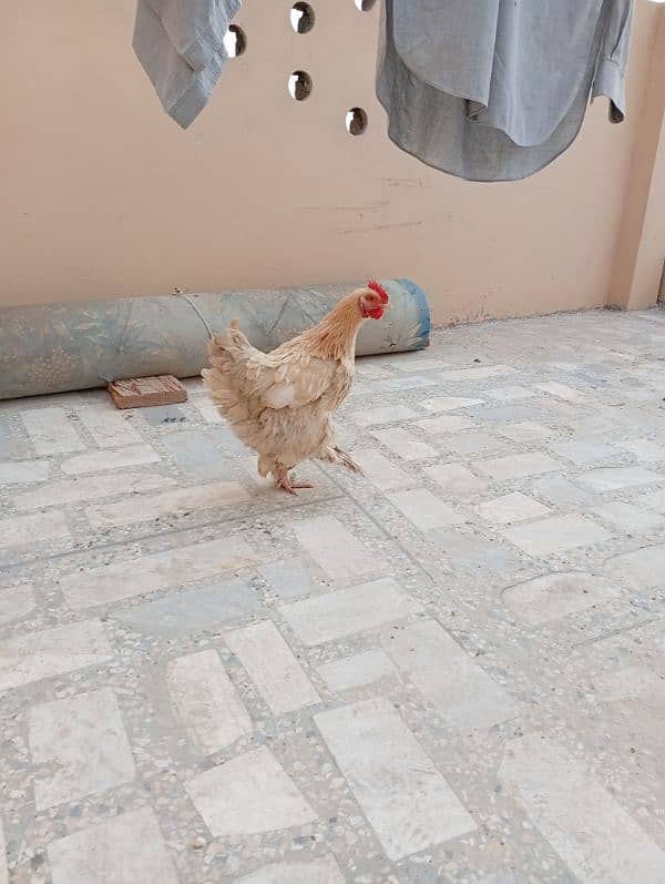 Golden buff hen breeder female 1