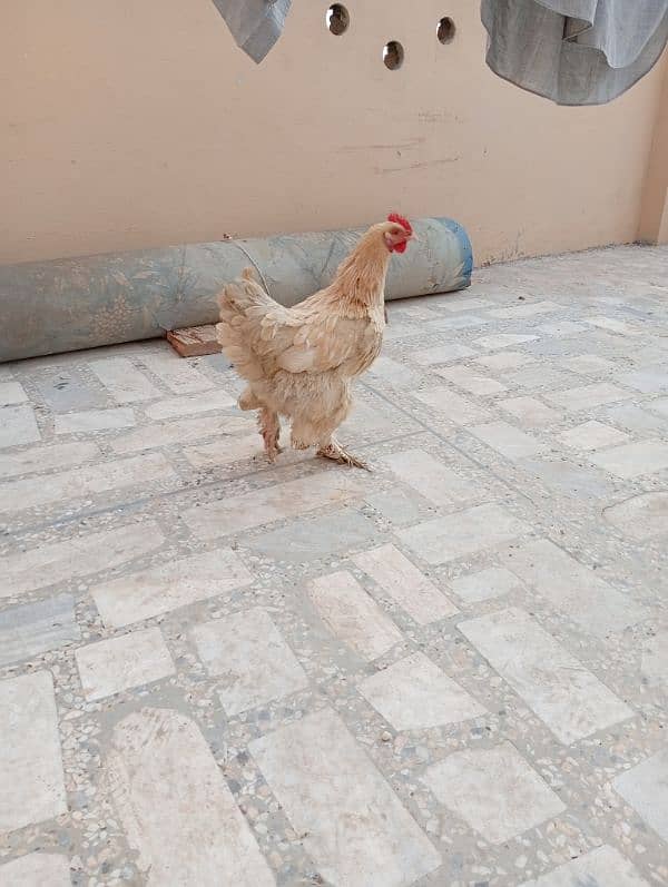 Golden buff hen breeder female 2