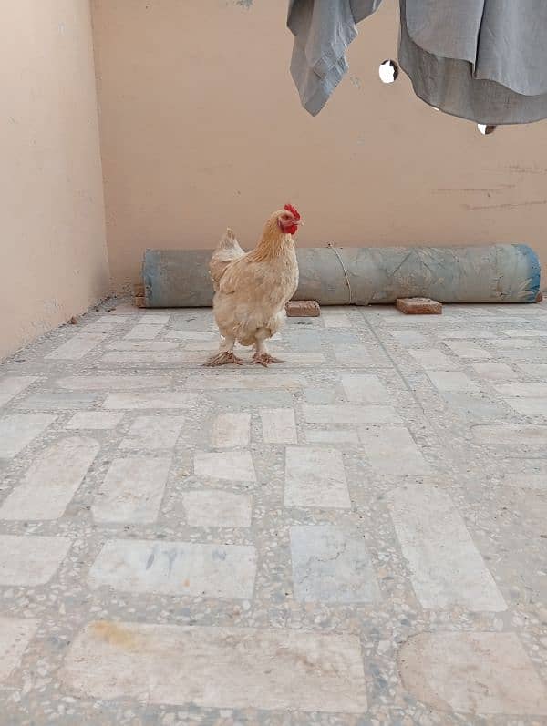 Golden buff hen breeder female 3