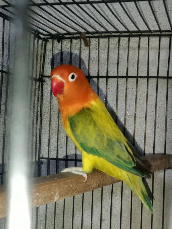 some Quality bird for sale 2