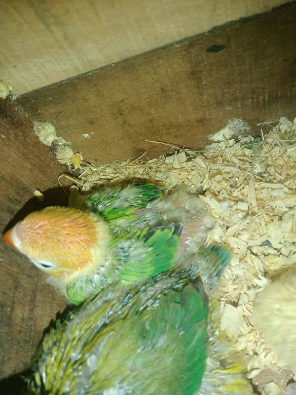 some Quality bird for sale 6