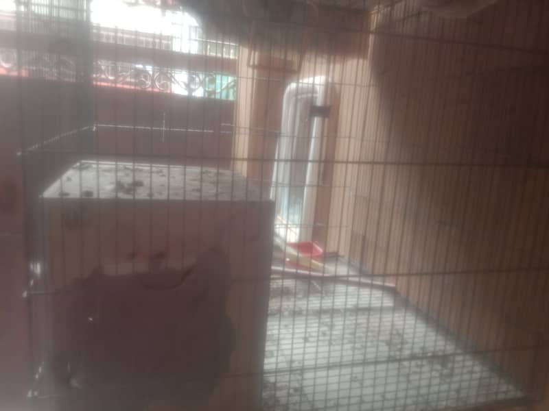 two male cocatails birds with cage for sale 0