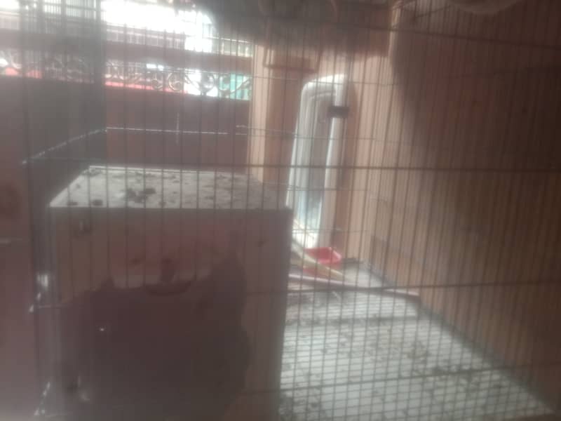 two male cocatails birds with cage for sale 1