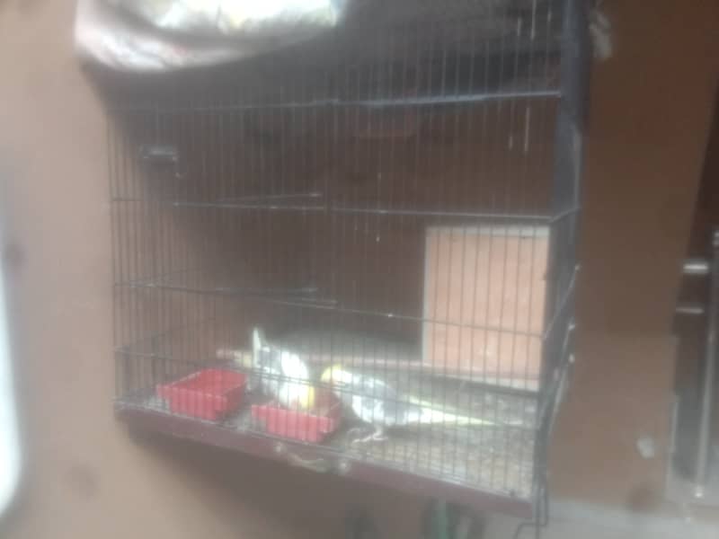 two male cocatails birds with cage for sale 2