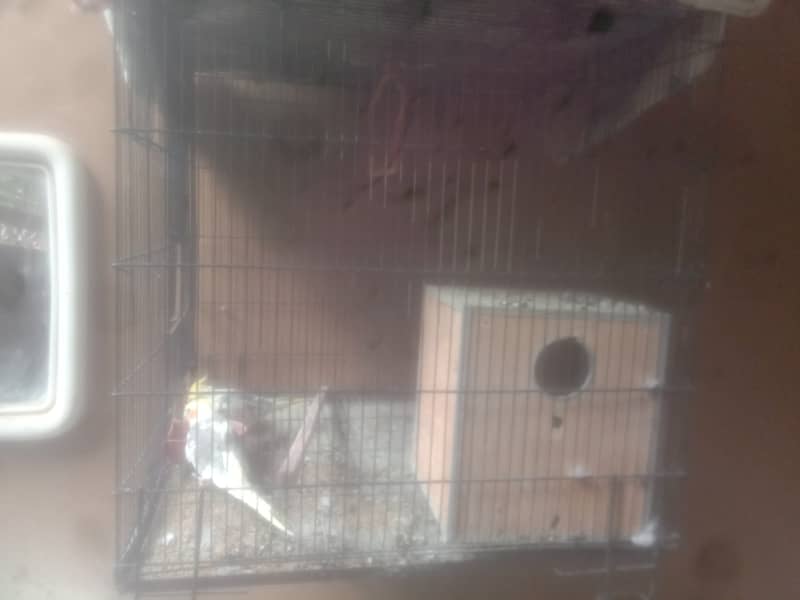 two male cocatails birds with cage for sale 3