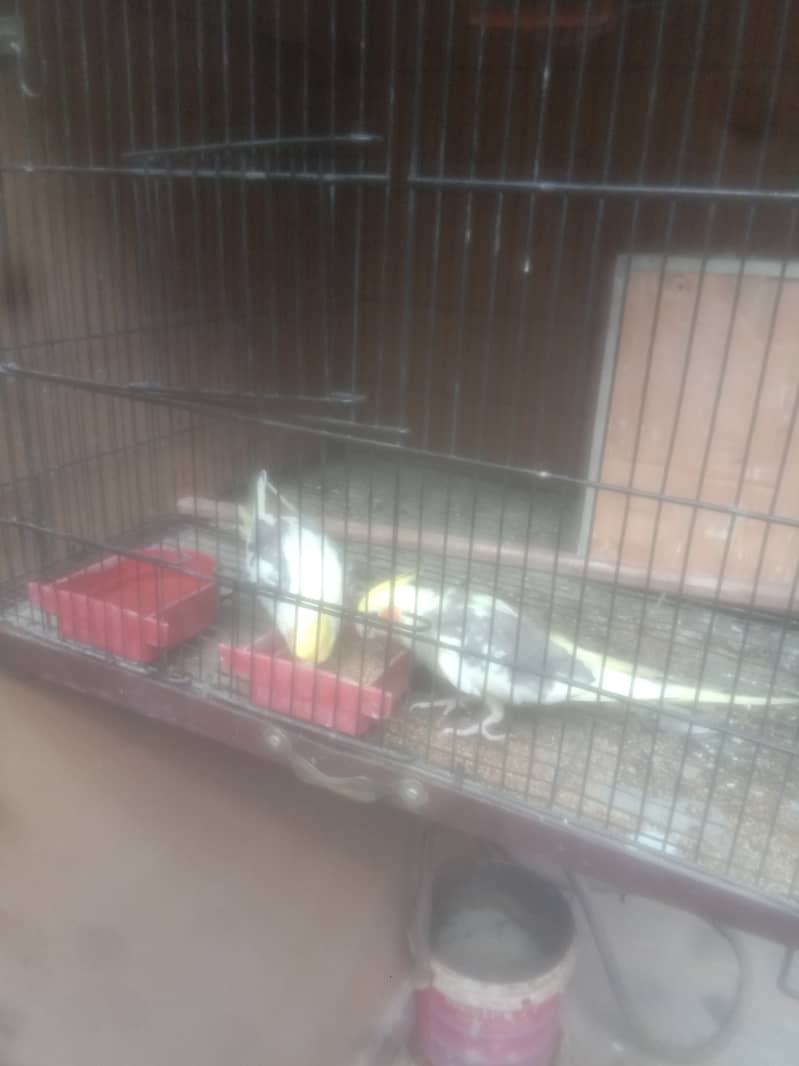 two male cocatails birds with cage for sale 4