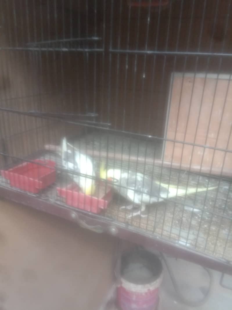 two male cocatails birds with cage for sale 5