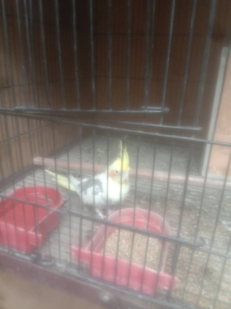 two male cocatails birds with cage for sale 6