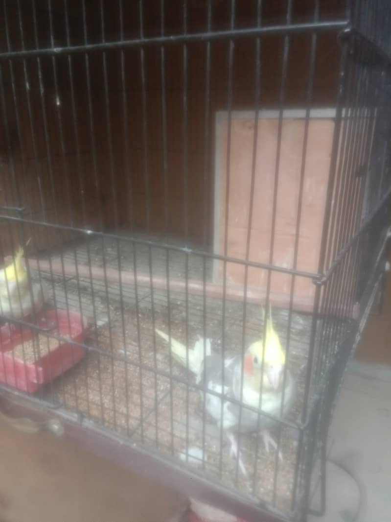 two male cocatails birds with cage for sale 7