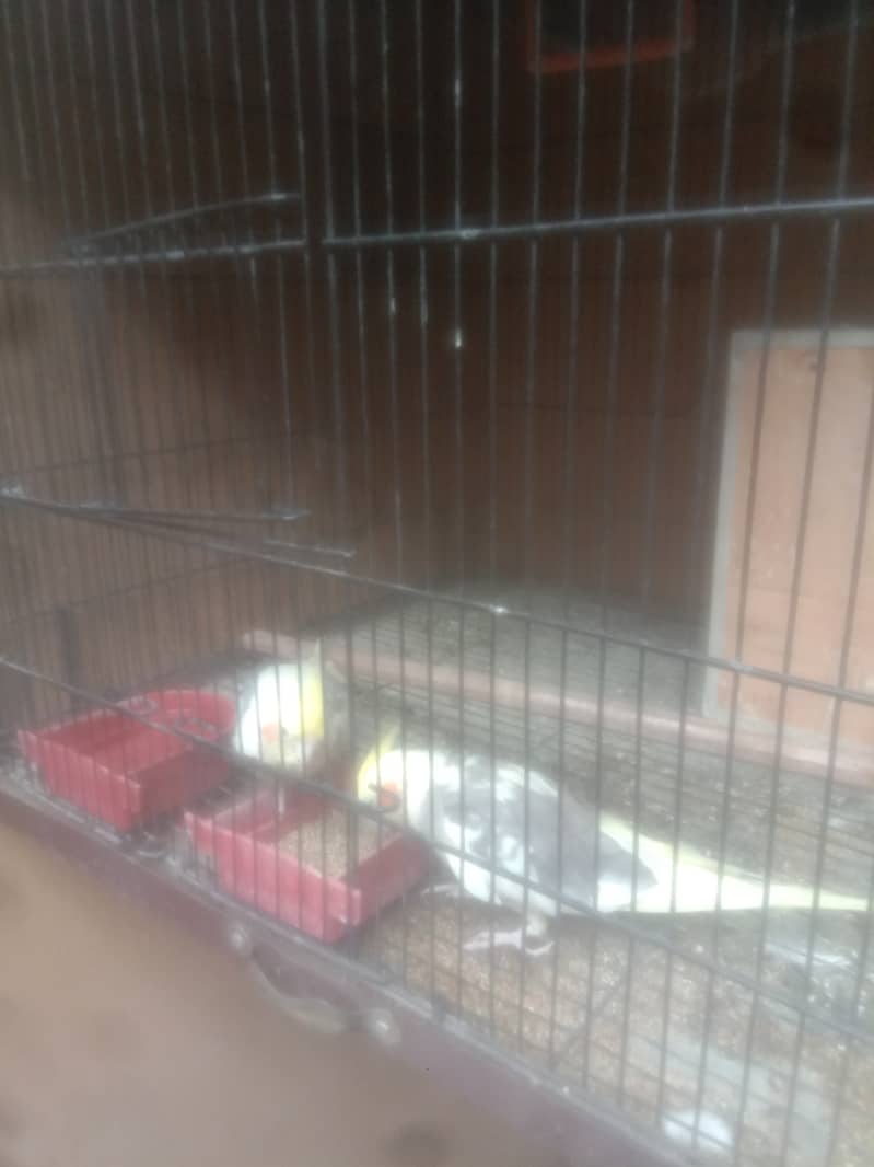 two male cocatails birds with cage for sale 8