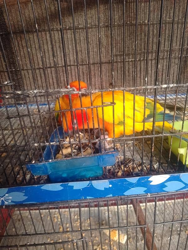 sun conure breeder pair with DNA 0