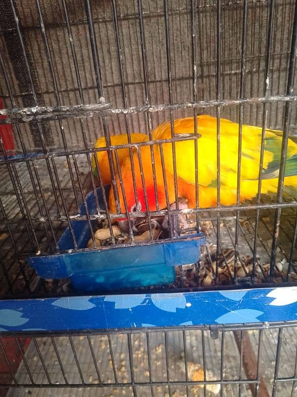 sun conure breeder pair with DNA 1