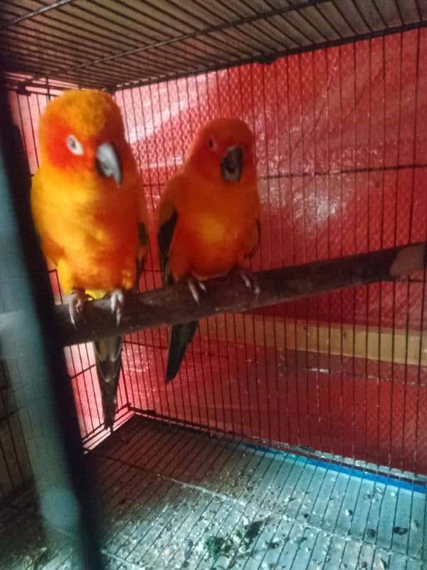 sun conure breeder pair with DNA 2