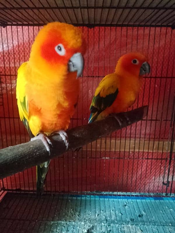 sun conure breeder pair with DNA 3