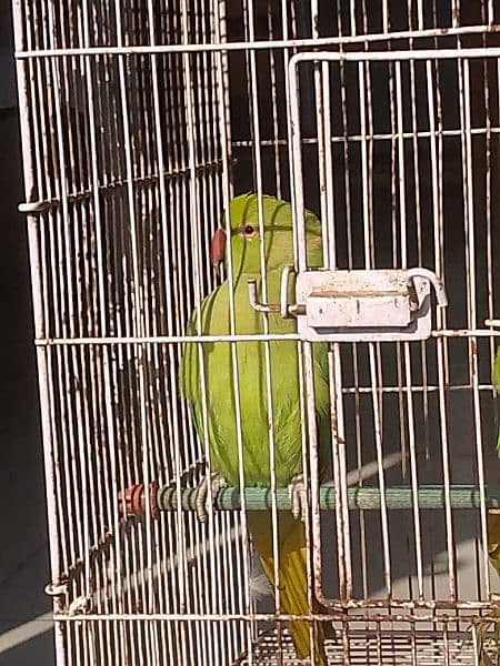 Green Parrot 2