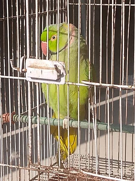 Green Parrot 3