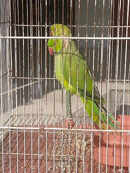 Green Parrot 4