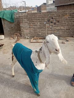 Bakri