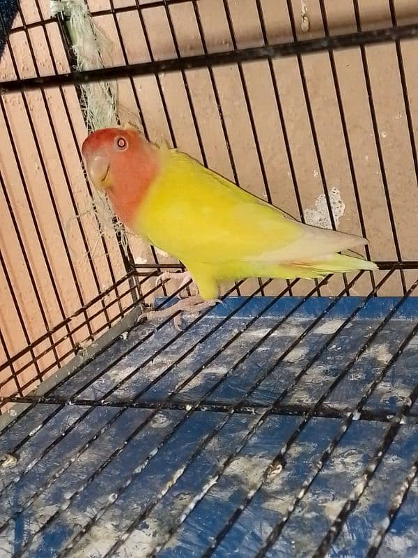 lovebirds breeder sale or exchange 2