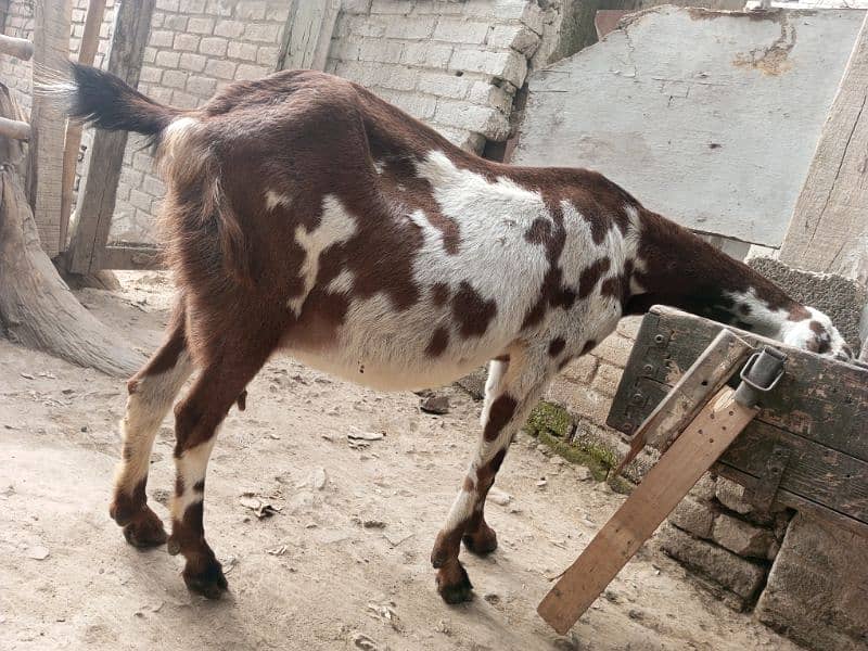 pregnant goats for sale 1