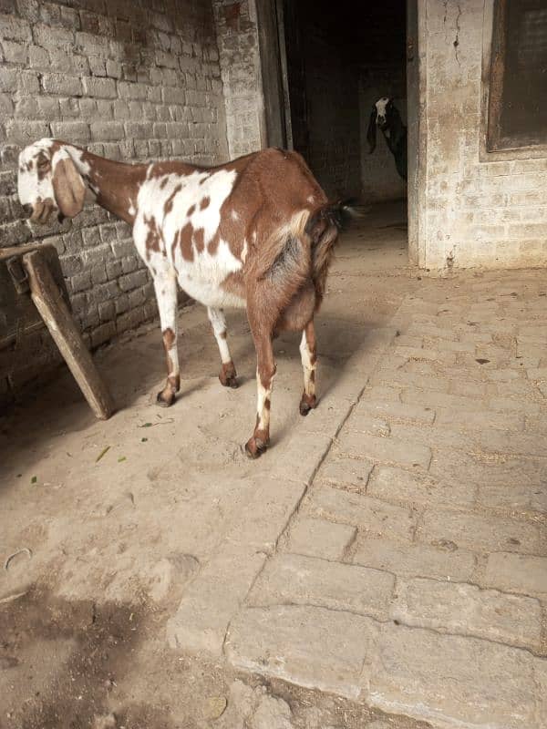 pregnant goats for sale 2