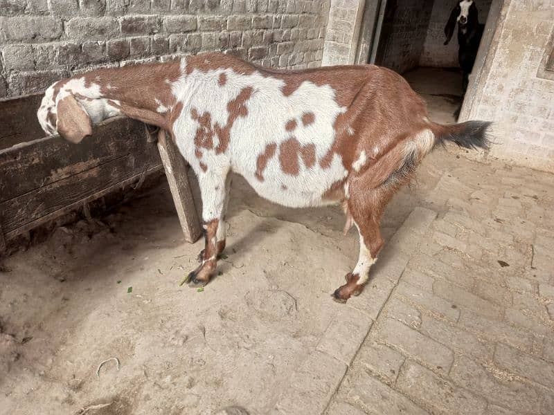 pregnant goats for sale 3