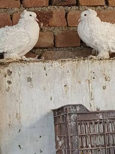 Frill Back German Breed Pair.   Pigeons