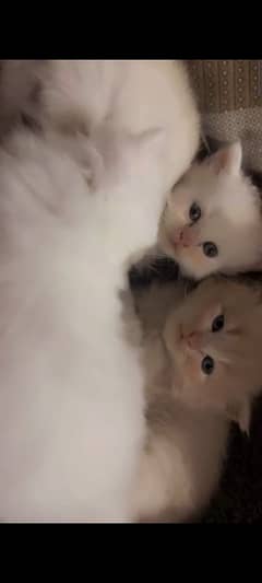 beautiful Persian cat babies white and brown