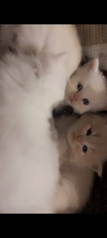 beautiful Persian cat babies white and brown 0