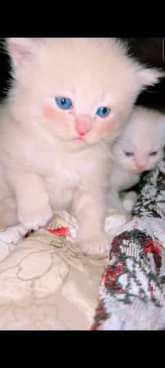 beautiful Persian cat babies white and brown