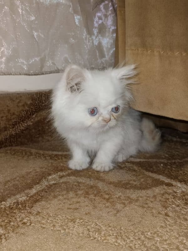 For sale kitten 2