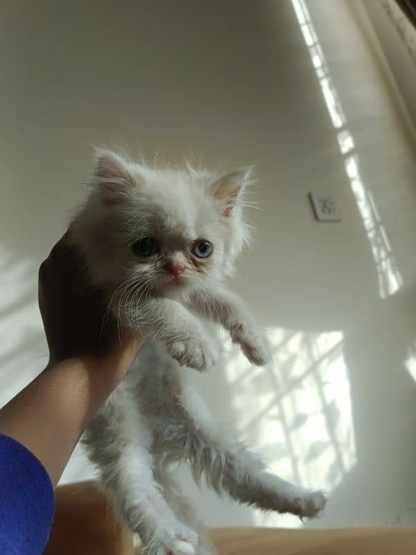 For sale kitten 3