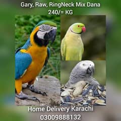 Birds Feed RingNeck Gray Raw Australian Fisher Cocktail Murgi Kabotar