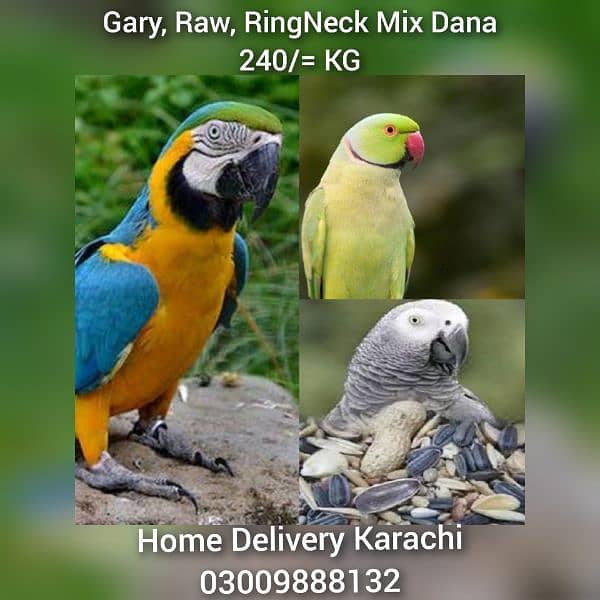 Birds Feed RingNeck Gray Raw Australian Fisher Cocktail Murgi Kabotar 0