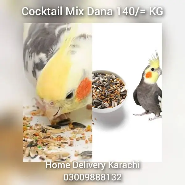 Birds Feed RingNeck Gray Raw Australian Fisher Cocktail Murgi Kabotar — photo 2