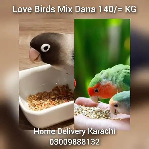 Birds Feed RingNeck Gray Raw Australian Fisher Cocktail Murgi Kabotar — photo 3