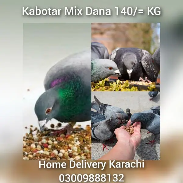 Birds Feed RingNeck Gray Raw Australian Fisher Cocktail Murgi Kabotar — photo 4