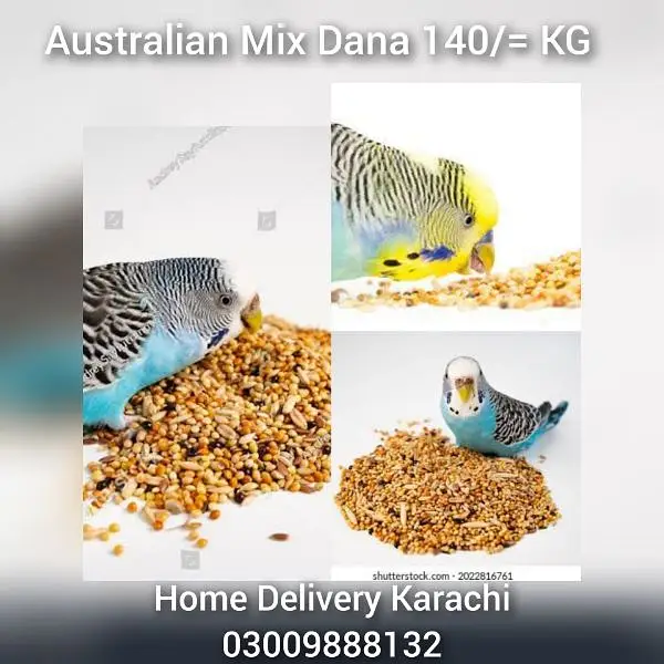 Birds Feed RingNeck Gray Raw Australian Fisher Cocktail Murgi Kabotar — photo 5