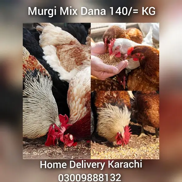 Birds Feed RingNeck Gray Raw Australian Fisher Cocktail Murgi Kabotar — photo 6