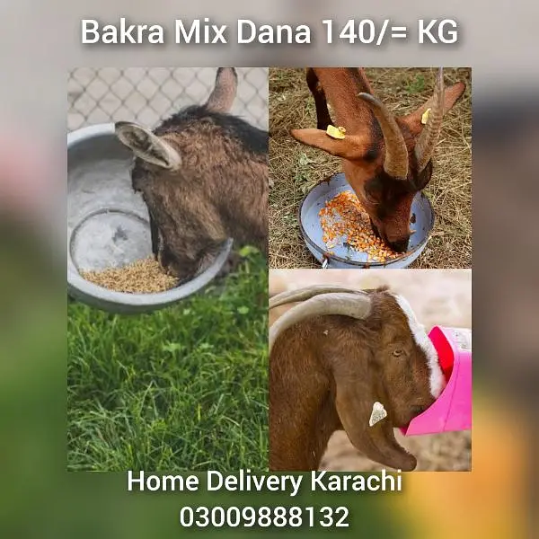 Birds Feed RingNeck Gray Raw Australian Fisher Cocktail Murgi Kabotar — photo 7