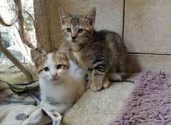 Semi Persian Kittens for Adoption