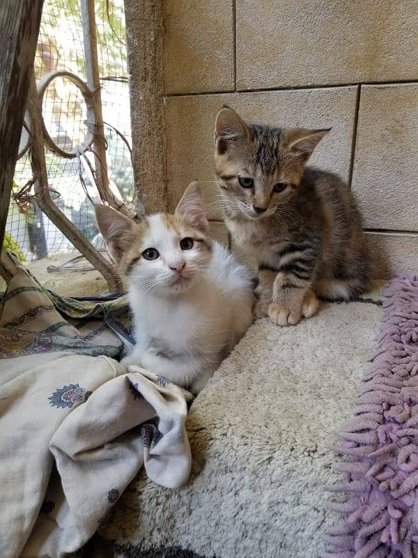 Semi Persian Kittens for Adoption 1