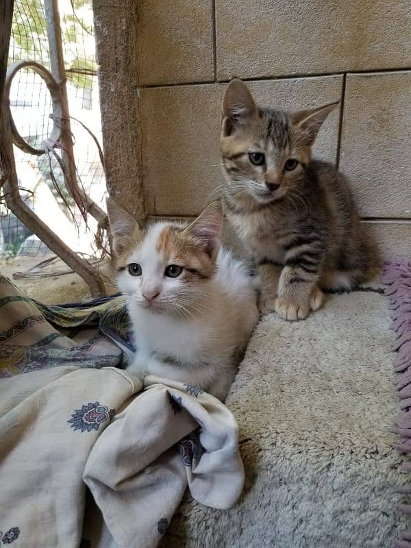 Semi Persian Kittens for Adoption 2