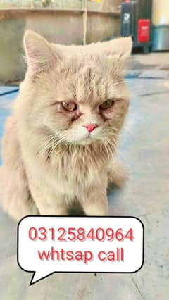 persian yellow cat for sale in wah cantt