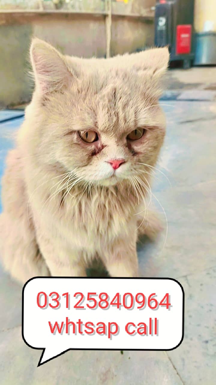 persian yellow cat for sale in wah cantt 0