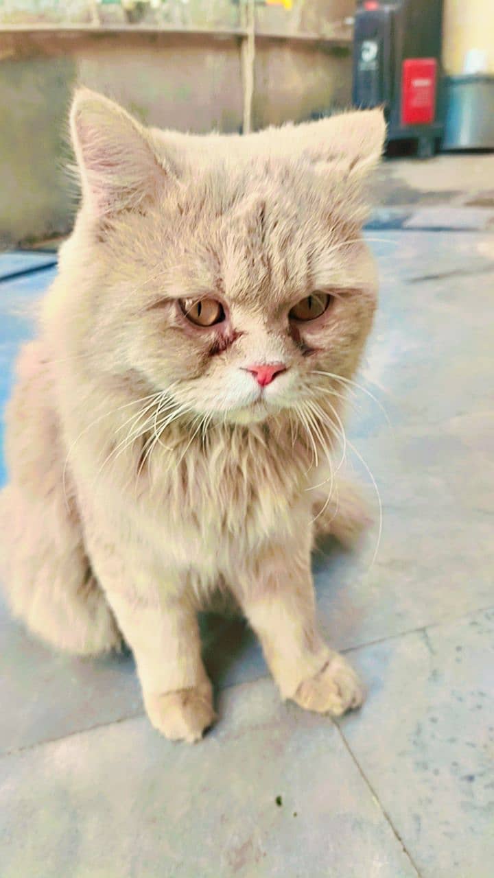 persian yellow cat for sale in wah cantt 1