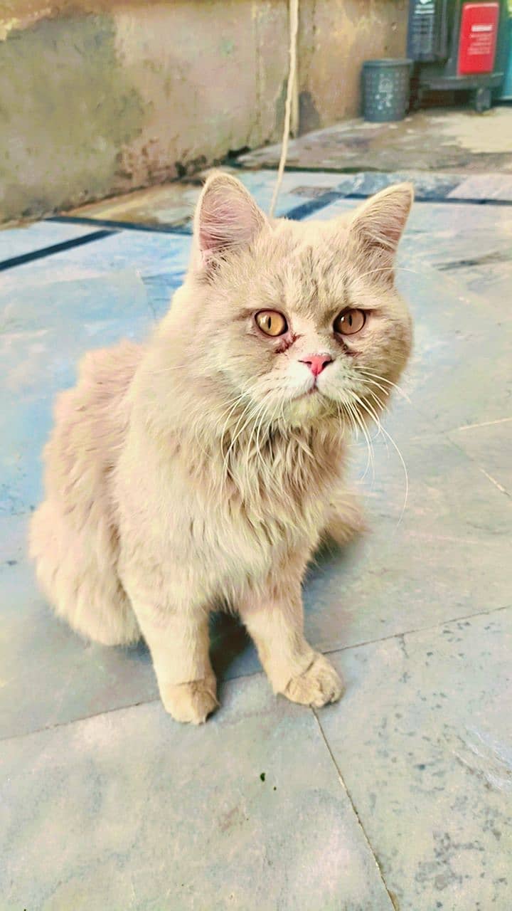 persian yellow cat for sale in wah cantt 2