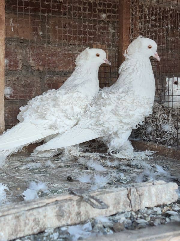 Breeder pair of white frillback pigeon 0