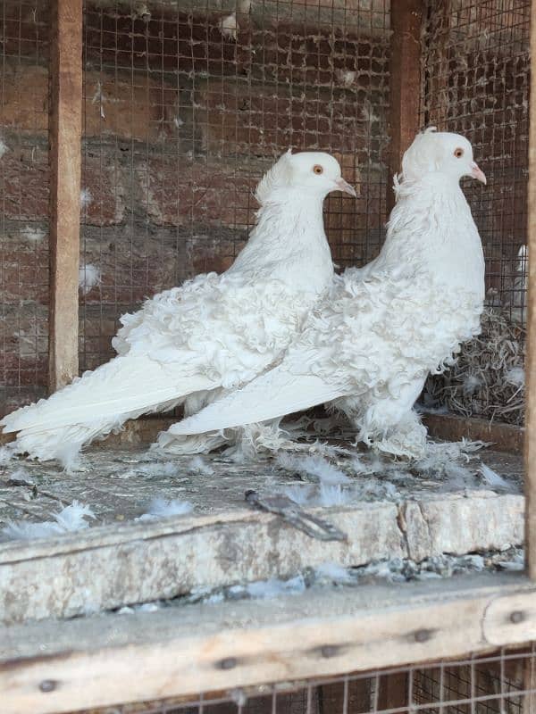 Breeder pair of white frillback pigeon 1